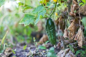 The last crop of cucumbers in late summer. One cucumber on a branch next to a shrub bush. photo