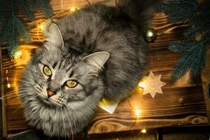 Cat looks up amid Christmas lights. Cat on table with tools for packing gifts for new year 2021 photo