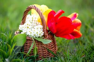 Still life of bird cherry and tulips. bouquet flowers on background of green grass. Background for greeting card with beginning of spring, March 8 or Valentine's Day. photo