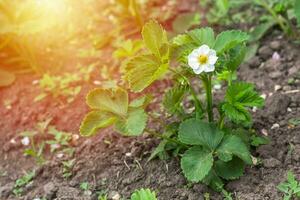 Beautiful white strawberry flower in the garden. The first crop of strawberries in the early summer. Natural background. photo