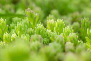 seducir acre, musgo dorado, cubierto de musgo cultivo de piedra, musgo de oro sedum, mordiendo cultivo de piedra y wallpepper verde joven plantas en de cerca. natural antecedentes de suelo cubrir planta. foto