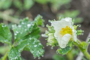 Beautiful white strawberry flower with raindrops in the garden. The first crop of strawberries in the early summer. Natural background. photo