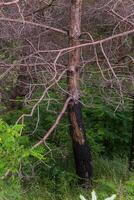 Burnt trees in the forest. Pine branches after a fire. Disaster. Broken ecosystem. photo