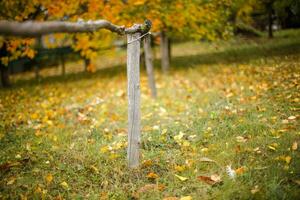 Fence from the beams photo