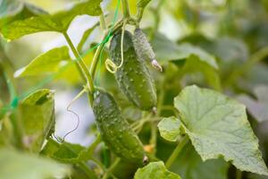 Two green ripe cucumbers on a bush among the leaves. Cucumber on the background of the garden. photo