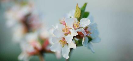 flower of Nanking cherry Prunus tomentosa photo