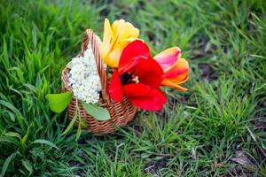 Still life of bird cherry and tulips. bouquet flowers on background of green grass. Background for greeting card with beginning of spring, March 8 or Valentine's Day. photo