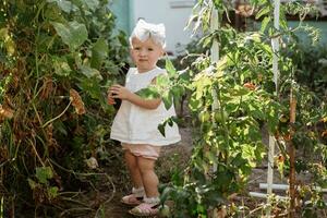 Little toddler girl collects crop of cucumbers on greenhouse in summer. Yellowed withered leaves of cucumbers. last crop of fresh vegetables in beds at end of summer. Helthy organic eating for kid. photo