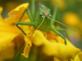 Green locust on a yellow marigold. Long locust mustache. Insect on a close-up flower. photo
