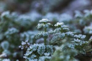 Leaves of grass, gallium cleaver covered with frost in late autumn. Ice crystals on green grass close up. photo