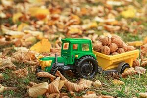 Green tractor carries nuts in the back. Toy tractor with a crop of ripe walnuts. photo