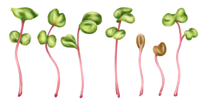 Illustration of a micro-green radish in watercolor style. Young seed seedlings, edible leaves, a healthy food supplement. Clipart. Gardening plants, cooking ingredients png