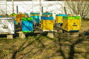 Colorful wooden and plastic hives in summer. Apiary standing in yard. Cold weather and bee sitting in hive. photo