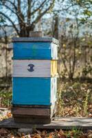 Multi-hulled hive on apiary photo