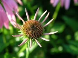 Raindrops on the tips of the petals Echinacea. Echinacea flower close-up on a background of wild flowers and the sky. Large garden daisy in the center for the background on the phone screen or monitor photo