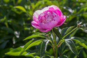 peonía o peonía, paeonia rosado después lluvia en el Dom. uno peonía flor en el cama de flores. foto