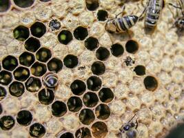 Bee colony in the stock on the frame with a sealed brood, pollen and stores. photo