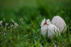 Two white Easter eggs with a branch of apricot in green grass. Easter background. Search for eggs at Easter. photo