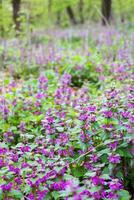 Macro photo of spring flowers on the forest glade. Flowers of Ge