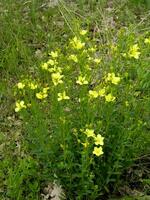 linum maritimum amarillo flores creciente en Europa. miel y medi foto