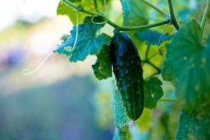 uno verde maduro Pepino en un arbusto entre el hojas. Pepino en el antecedentes de el jardín. foto