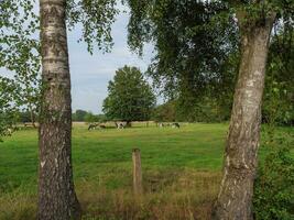 cows in westphalia photo