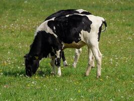 cows in westphalia photo