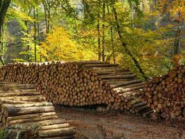 el teutoburgo bosque en Alemania foto