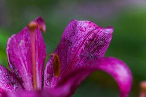 drop of rain on petal of purple Lilium, true lilies. photo