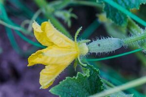 Cucumber ovary and yellow flower. Cucumber Cucumis sativus in the vegetable garden with ovary onstalk with leaves. Cucumber in garden is tied up on trellis. Close-up. photo