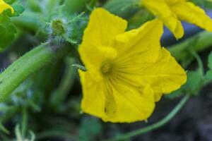 Cucumber ovary and yellow flower. Cucumber Cucumis sativus in the vegetable garden with ovary onstalk with leaves. Cucumber in garden is tied up on trellis. Close-up. photo