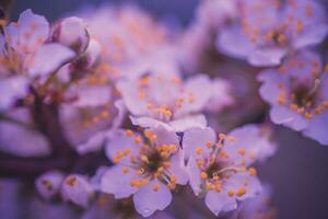 Flowers of Cherry plum or Myrobalan Prunus cerasifera blooming in the spring on the branches. Designer tinted in Violet. photo