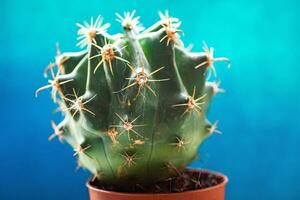 pequeño verde cactus con doblado agujas en un azul antecedentes. foto