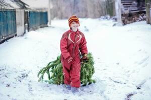 funny happy child in Viva Magenta Winter color overalls carries a Christmas tree. A happy boy in a winter jumpsuit drags a freshly cut Christmas tree through the snow along a rural road. Color 2023. photo