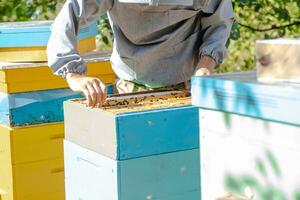 Beekeeper is working with bees and beehives on apiary. Bees on honeycomb. Frames of bee hive. Beekeeping. Honey. photo
