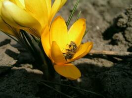 A bee collects nectar from white hyacinth photo