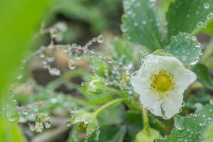 Beautiful white strawberry flower with raindrops in the garden. The first crop of strawberries in the early summer. Natural background. photo