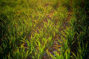 Young wheat seedlings growing on field in black soil. Spring green wheat grows in soil. Close up on sprouting rye on agriculture field in sunny day. Sprouts of rye. Agriculture. photo