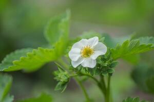 Beautiful white strawberry flower in the garden. The first crop of strawberries in the early summer. Natural background. photo