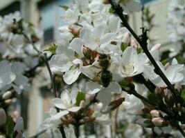 Bees collect nectar from Prunus tomentosa. Prunus tomentosa flow photo