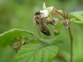 A bee collects pollen and nectar from Rubus idaeus, raspberry, red raspberry or occasionally as European raspberry flower. photo