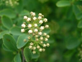 Buds of white flowers in early spring. The first petals on the t photo