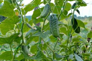 parte superior Pepino cucumis sativus brote con joven hojas y antenapecumbre en jardín es atado arriba en conducción. foto