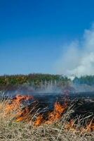 Burning field of dry grass and trees on the background of a large-scale forest fire. Thick smoke against the blue sky. Wild fire due to hot windy weather in summer. dangerous effects of burning grass in the fields in the spring and autumn. photo