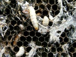 Wax moth larvae on an infected bee nest. The family of bees is sick with a wax moth. photo