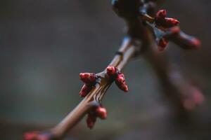 rojo brote albaricoque en un árbol en temprano primavera. brote arboles en marzo. w foto