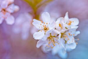 prunus ceraso, agrio cereza, tarta , o enano, morello, amarela, Montmorency Cereza blanco delicado flor con joven verde hojas foto