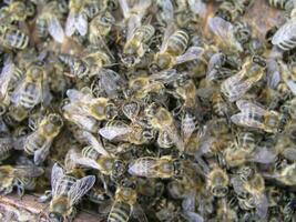 cluster requeening by bees, colony of bees. Bees took queen bee to cluster after replanting, wrong replacement. Working bees kill queen bee. photo