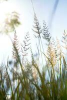 Spikelets in the setting sun photo