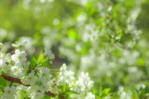 blanco con rosado flores de el Cereza flores en un primavera día en el parque foto